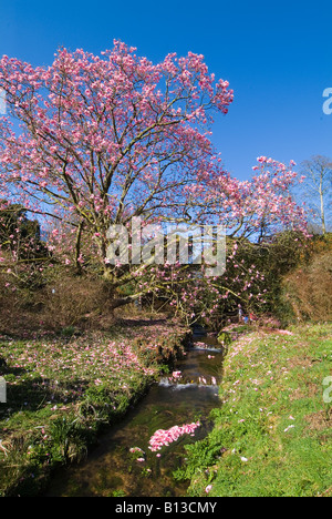 Ein riesiger blühender Magnolienbaum voller rosa Blüten. Dartmoor, Devon. GROSSBRITANNIEN Stockfoto