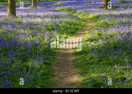 Pfad führt durch einen Wald Bluebell in Norfolk Stockfoto