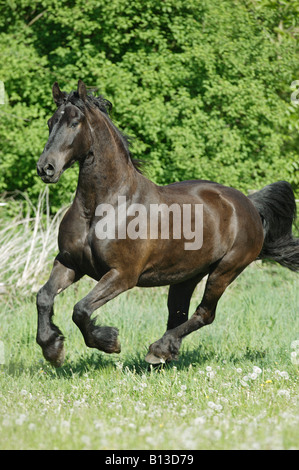 Friesen - im Galopp auf der Wiese Stockfoto