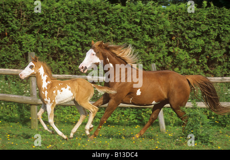 Paint Horse Stute mit Fohlen - im Galopp auf der Wiese Stockfoto