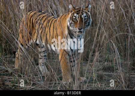 Bengal Tiger Machali Blick durch die hohen Rasen in Ranthambore Tiger Reserve, Indien. (Panthera Tigris) Stockfoto