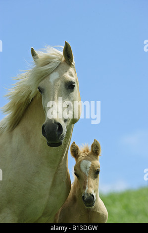 German Riding Pony Stute mit Fohlen - Porträt Stockfoto