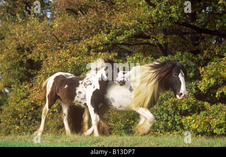 Tinker Pony Stute mit Fohlen - stehend auf Wiese Stockfoto