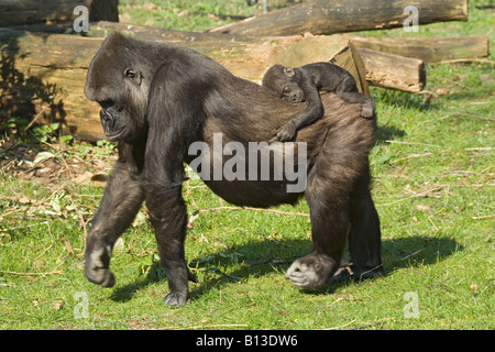 Westlicher Flachlandgorilla (Gorilla gorilla Gorilla). Mutter mit Kind auf dem Rücken Stockfoto