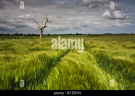 Toter Baum und Gerste Feld wiegen sich im Wind bei einem vorbeifahrenden Sturm in der Norfolk-Landschaft Stockfoto