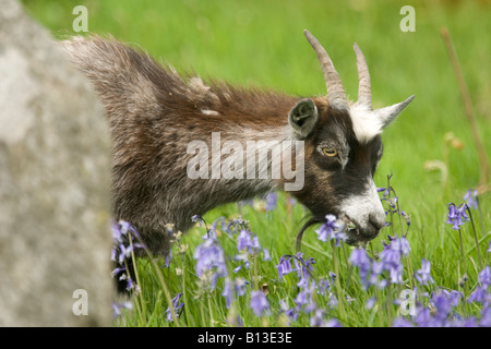 Wilde wilde Ziegen Kind essen Frühling Glockenblumen in die wilde Ziege Park Galloway Forest Park Scotland UK Stockfoto