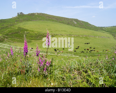 Landschaft von blühenden Füchshundschuhen und Vieh grasen auf den sanften Hügeln von Bolberry Down, South Hams, Devon. GROSSBRITANNIEN Stockfoto