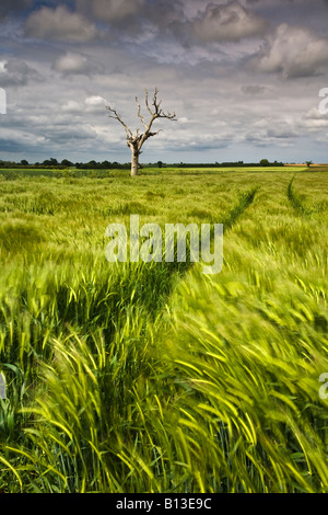 Toter Baum und ein Feld der Gerste in der Norfolk-Landschaft Stockfoto