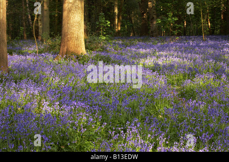 Teppich aus wilde Glockenblumen in der Norfolk-Landschaft Stockfoto