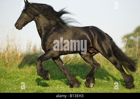 Friesen - läuft auf Wiese Stockfoto