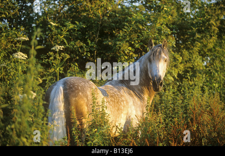 Andalusier - stehend Stockfoto