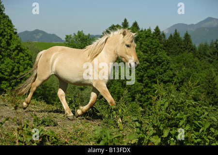 Norwegischer Fjord-Pferd - Trab auf Wiese Stockfoto