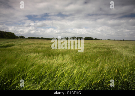 Gerstenfeld wiegen sich im Wind bei einem vorbeifahrenden Sturm in der Norfolk-Landschaft Stockfoto