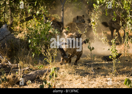Gefleckte Hyäne, Hyaeninae, Pinsel mit gestohlenen Büffel Bein durchzieht beleuchtet in Staubwolke Okavangodelta Stockfoto