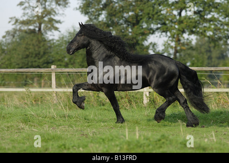 Friesen - läuft auf Wiese Stockfoto