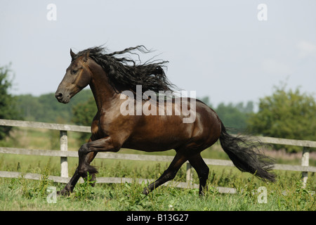 Friesen - läuft auf Wiese Stockfoto