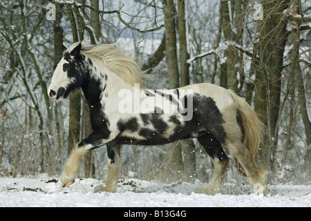 Irischer Cob. Skewbald erwachsenes Pferd, das auf Schnee galoppiert Stockfoto