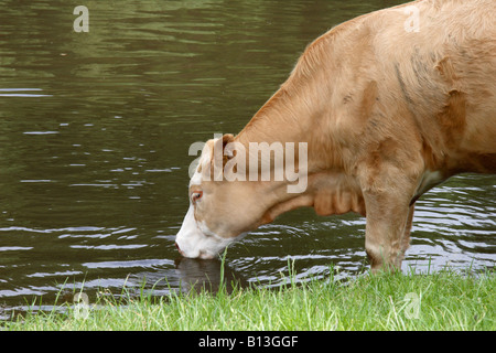 Eine Kuh trinken aus dem Fluss Trent, Gunthorpe, Nottinghamshire, England, UK. Stockfoto