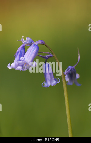 Detail einer Wildpflanze Bluebell hautnah Stockfoto