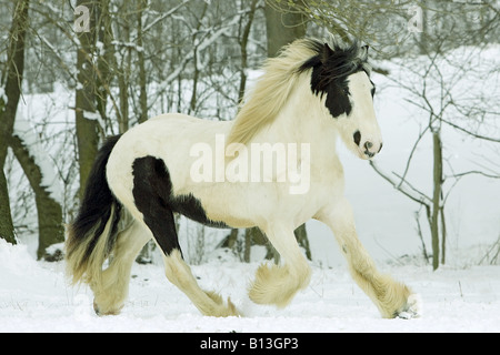 Tinker Pony - Trabrennen im Schnee Stockfoto