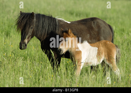 Shetlandpony-Stute mit Fohlen - stehend auf Wiese Stockfoto