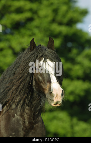 Tinker Pony - Porträt Stockfoto