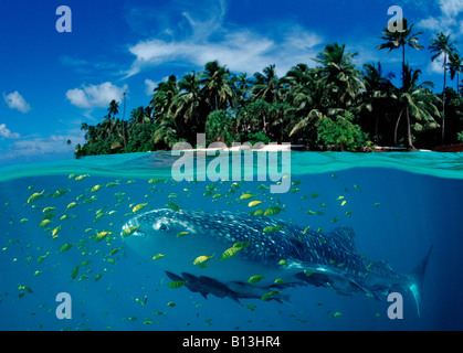 Walhai und Insel Rhincodon Typus digitale Komposition Stockfoto