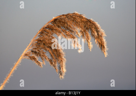 Detail der Norfolk Reed Saatgut Kopf auf den Norfolk Broads Stockfoto