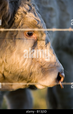 Bull, blickte durch den Stacheldraht Stockfoto