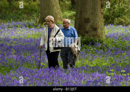 Elderley Paare, die durch ein Norfolk Wald Teppichboden in wilde Glockenblumen Stockfoto