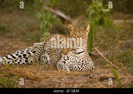Liebevolle baby leopard Cub, Panthera Pardus, spielerisch liegen auf seine Mutter rieb sie, während sie im Okavango Delta ruht Stockfoto