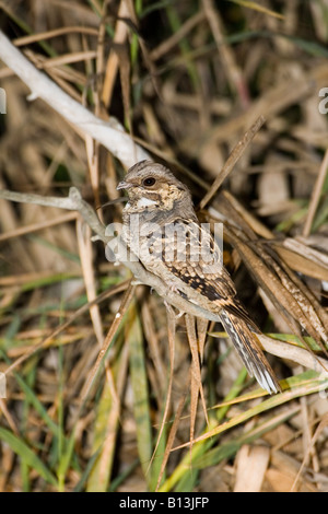 Gemeinsame Pauraque Nyctidromus Albicollis San Blas Nayarit Mexiko 20 Januar erwachsenen männlichen Caprimulgidae Stockfoto