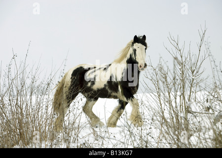 Tinker Pony - Trabrennen im Schnee Stockfoto