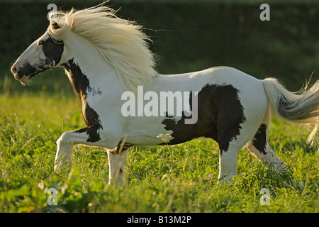Tinker Pony - zu Fuß auf der Wiese Stockfoto