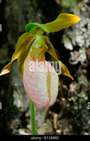 Pink Lady Slipper oder Mokassin Blume Stockfoto