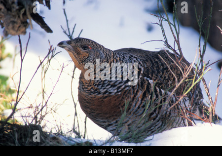 Grand Tetras Femelle Auerhuhn Auerhahn at Urogallus weibliche am Boden allein attraktive Verhalten Verhalten Vogel Vögel Stockfoto