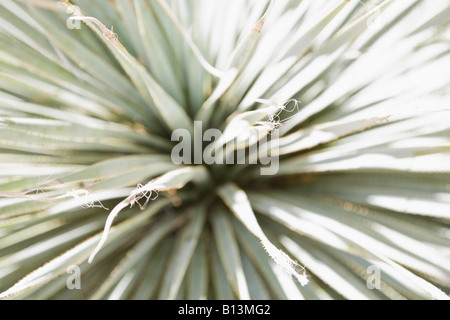 Sonnigen Wüste Pflanze Stockfoto