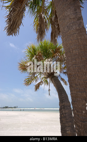 Strand-Szene mit Palmen Fort DeSoto Park, Florida, USA, Mai 2008 Stockfoto