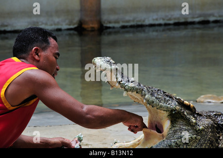 Asiatischer Mann extreme Mut zeigen, indem man seine Hand in ein Krokodil im Hals. Stockfoto