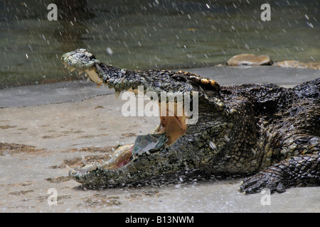 Geld ist sicher in einem Krokodil Mund Samut Prakan Crocodile Farm und Zoo, Thailand Stockfoto