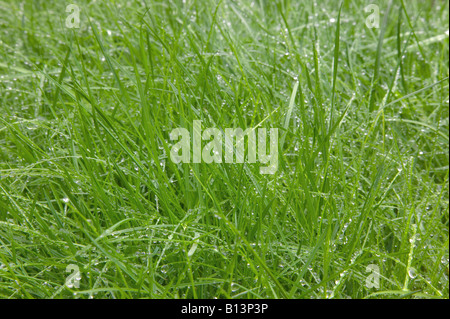 Frischen grünen Rasen bedeckt in einem Wassertropfen guten detail Stockfoto