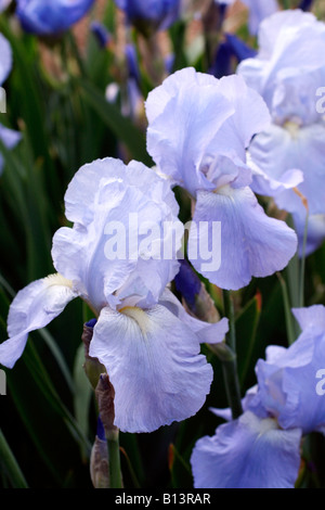 IRIS JANE PHILLIPS Stockfoto