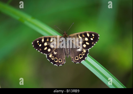 Pararge Aegeria. Gesprenkelte Holz Schmetterling auf einem Rasen-Stiel. UK Stockfoto