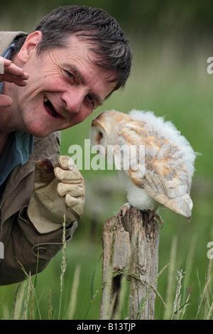 Junge Schleiereule Tyto Alba mit Handler Potton Bedfordshire Stockfoto