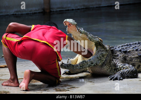 Asiatischer Mann extreme Mut zeigen, indem man seine Hand in ein Krokodil im Hals. Stockfoto