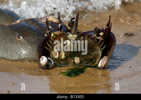 Zwei Pfeilschwanzkrebse am Strand während der Laichzeit mit einem stecken in den Sand, während eine andere Uhren, auf die Raritan Bay, NJ Stockfoto