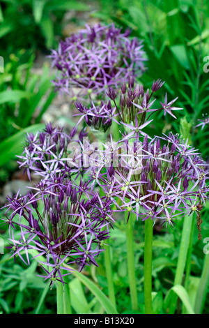 ALLIUM CRISTOPHII AGM Stockfoto