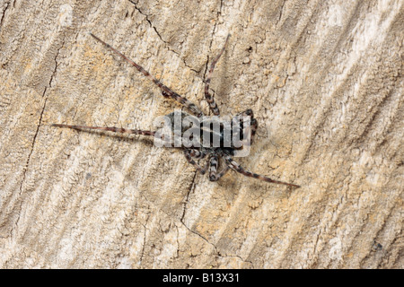 Wolfspinne-Pardosa Lugubris auf Log Potton Bedfordshire Stockfoto