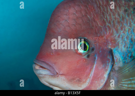 Vieja Synspila, Rothaarige Buntbarsch, Buntbarsche, Südamerika, Männlich Stockfoto