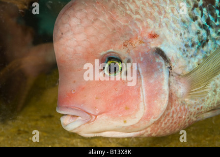 Vieja Synspila, Rothaarige Buntbarsch, Buntbarsche, Südamerika, Männlich Stockfoto